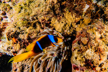 Clownfish in the Red Sea Colorful and beautiful, Eilat Israel