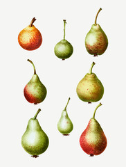Vintage pear fruit drawing