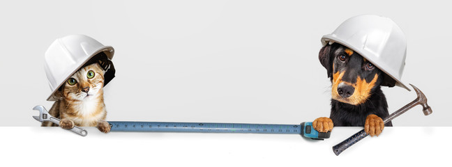 Dog and Cat Website Construction Banner