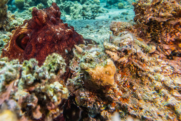 Naklejka na ściany i meble Octopus king of camouflage in the Red Sea, eilat israel 