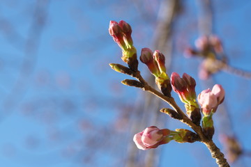 Tokyo,Japan-March 27, 2019: Cherry blossom buds are ready to burst in Tokyo, Japan