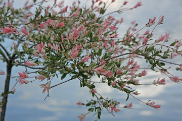 cherry tree blossom
