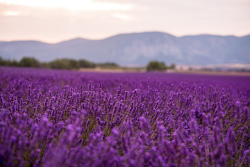 Obraz premium lavender field france