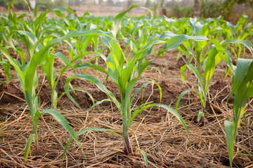 Green corn field. Plant of young green corn