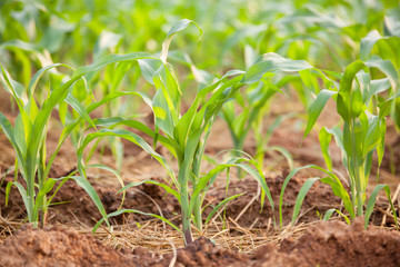 Green corn field. Plant of young green corn