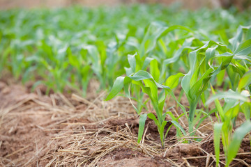 Green corn field. Plant of young green corn