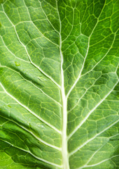 Wild cabbage leaf - Brassica oleracea. Top view
