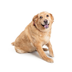 Large Labrador Chow Crossbreed Dog