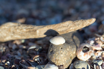 concha enfocada sobre piedra