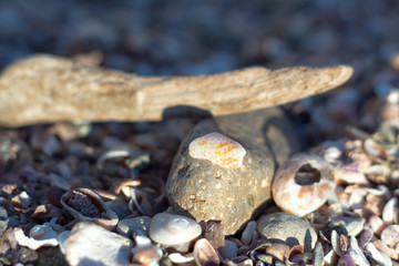 fondos de piedra y concha