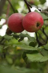 apples on tree