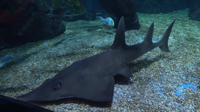 The big shark swims undersea over the sandy bottom, seascape