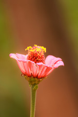 pink flower