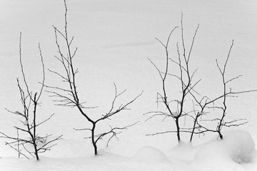 tree silhouettes in winter