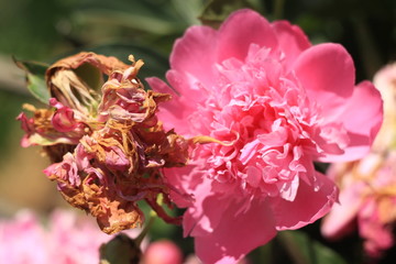 flowers in the garden