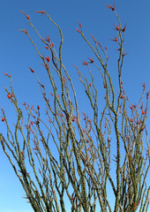 Ocotillo cactus (Fouquieria splendens), spring bloom in Arizona desert