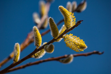Naklejka premium Pussy Willows