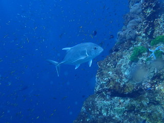 インド洋のアジの遊泳