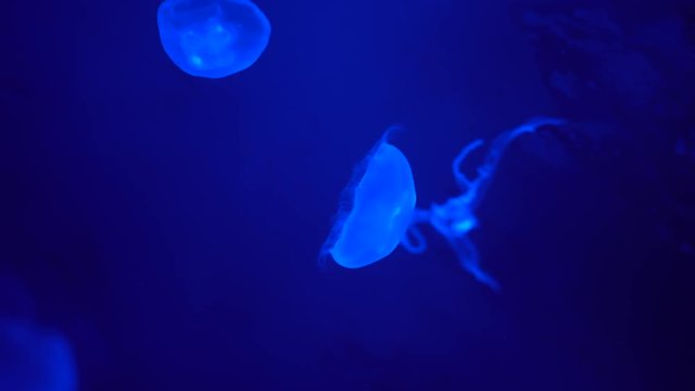 Moon jellyfish swimming slow in the deep. Abstract background of glowing creatures