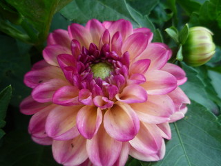 Fototapeta premium pink flower in garden