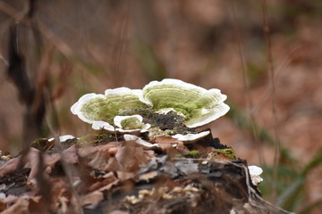 Fungus in the Wood