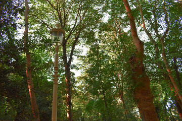 Obraz premium Flare and Sunlight of morning sun filtering through the trees and fog