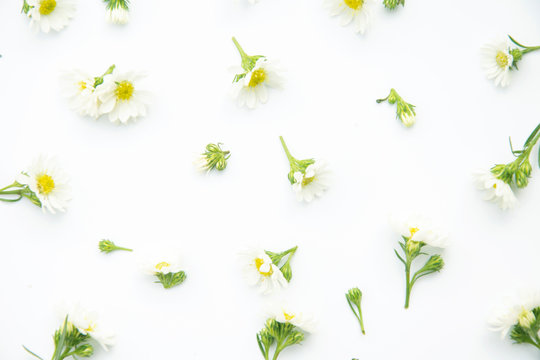 Flowers Composition. Border Made Of Daisy White Flowers. Flat Lay, Top View