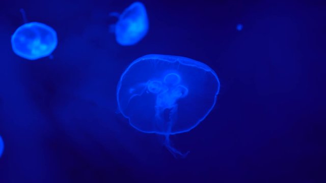 Group of peaceful Moon jellyfish slowly floats at blue neon light