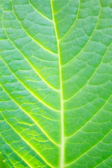 Green leaves texture background