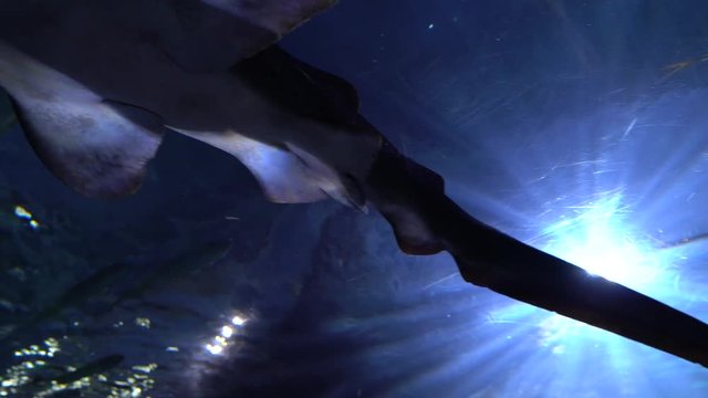 The great Zebra shark swims under the water in the depth. Spotty coloring shark with a long tail, bottom view