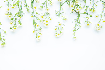 Flowers composition. Border made of daisy white flowers. Flat lay, top view