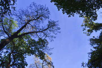Fresh green trees and blue sky and clouds. tree and sky. Fresh green trees and blue sky and clouds.Green leaves frame with sky background and copy space for text