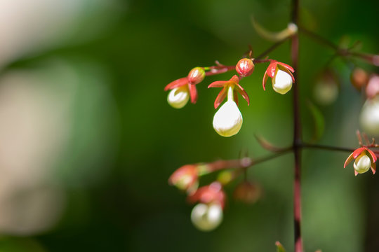 Nodding Clerodendron or Clerodendrum wallichii flower in blur background