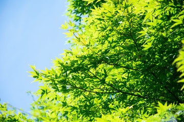 Summer Maple Leaves. Green leaves against a bright blue sky.