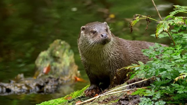 Eurasian otter (Lutra lutra) calling for mate