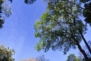 Fresh green trees and blue sky and clouds. tree and sky. Fresh green trees and blue sky and clouds.Green leaves frame with sky background and copy space for text