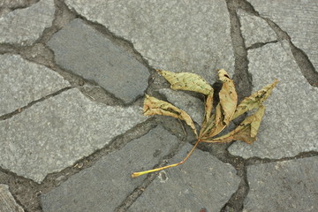 leas on the floor