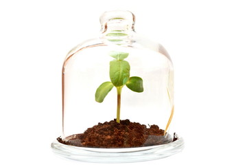 young sunflower sprouts with green leaves in handful of soil on glass base insulation in a glass jar on white background. Isolated. Horizontal frame