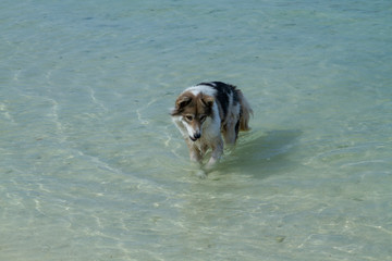 dog in the sea