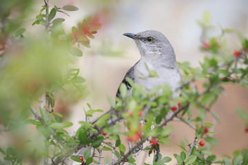 Northern mockingbird