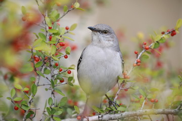 Northern mockingbird