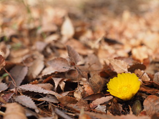 Adonis amurensis or pheasant's eye blooming in the field.