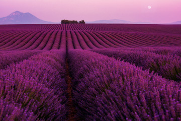 Fototapeta na wymiar moon during colorful sunset at lavender field