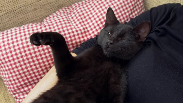Black kitten in a girl arms