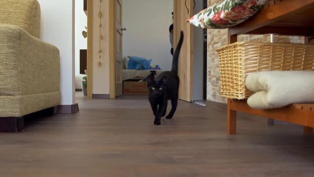 Black kitten approaching camera