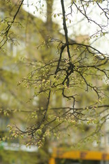leaves of tree