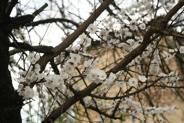 cherry blossom