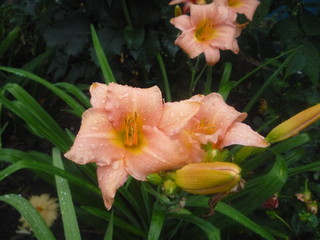 Fototapeta premium flower in the garden