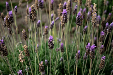 Flores de Lavanda