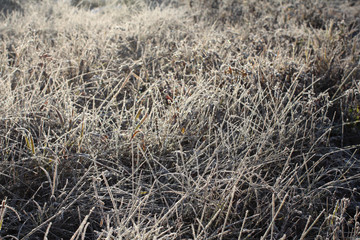 white sparkling frost of ice adorns the branches of dry grass in winter on a clear frosty day
